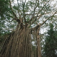 年月を感じる樹木の太い幹と気根、緑豊かな森にそびえる巨木の写真