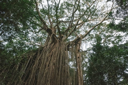 年月を感じる樹木の太い幹と気根、緑豊かな森にそびえる巨木