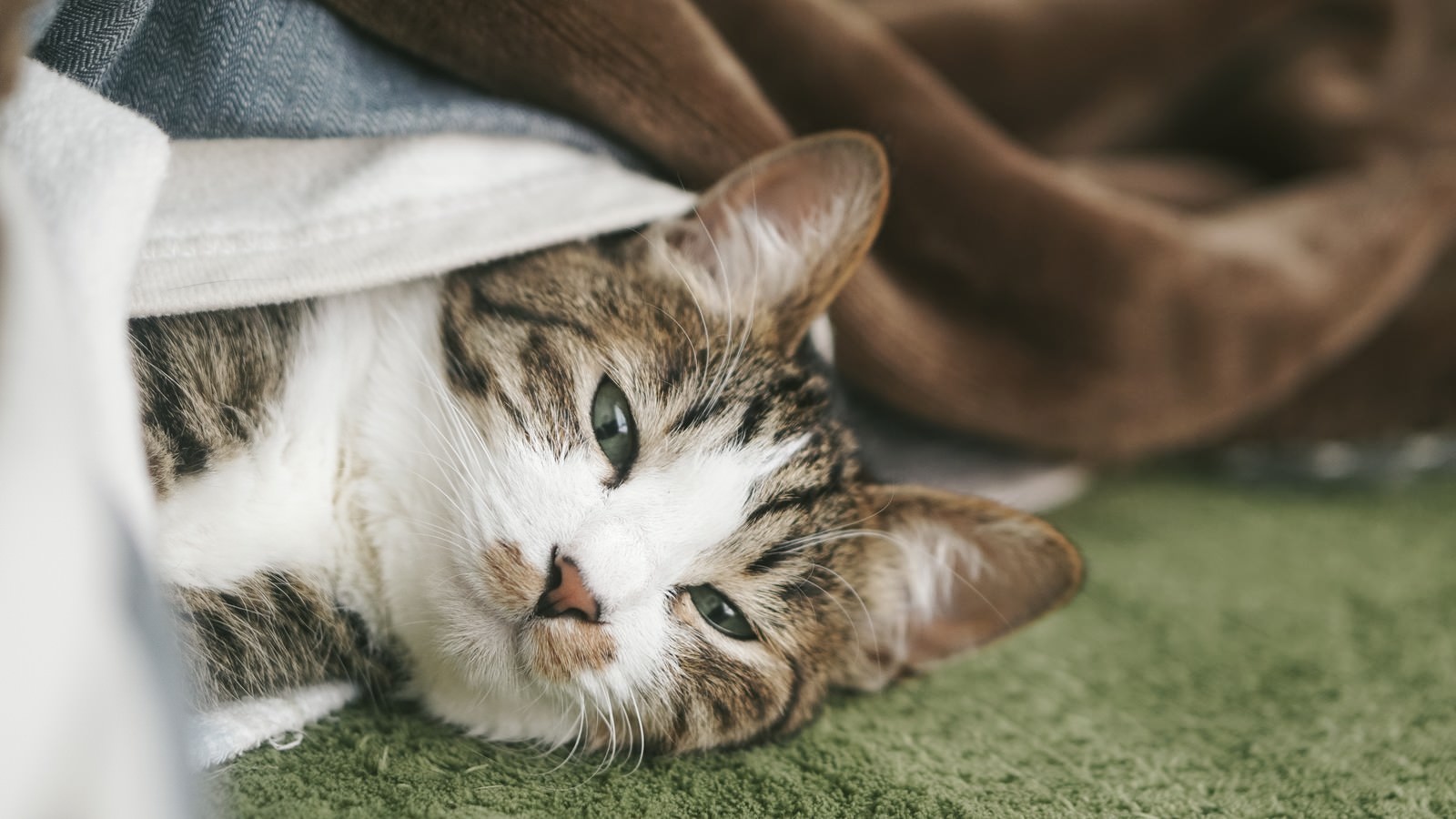 白と茶色の毛色の猫が布団から顔を出している様子