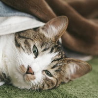 ぬくぬくのお布団から出てこない寝起きの猫の写真