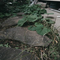 雑草が生えた石畳の庭の写真