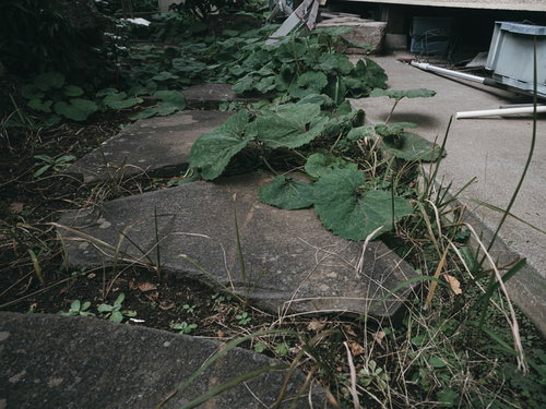 雑草が生えた石畳の庭