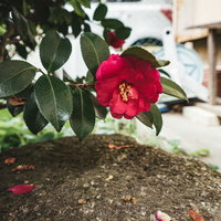 空き家の庭に咲いた赤い牡丹の花の写真