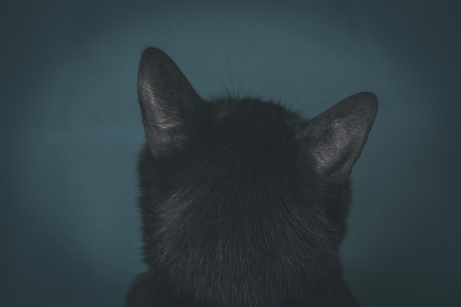 暗闇の中で後ろを向く黒い子猫