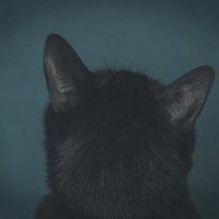 黒い子猫の後ろ姿（暗闇）の写真