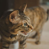 「おるねおるね」うるせーんだよの写真