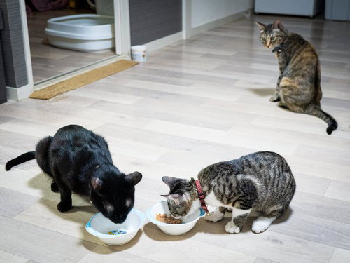 見つめるキャッツEYE