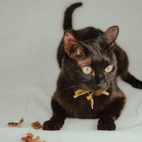 リボンをつけた黒猫の撮影の写真