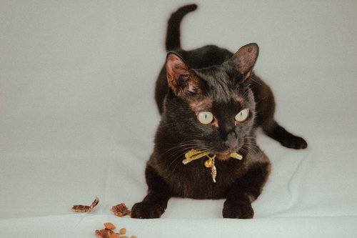 リボンをつけた黒猫の撮影