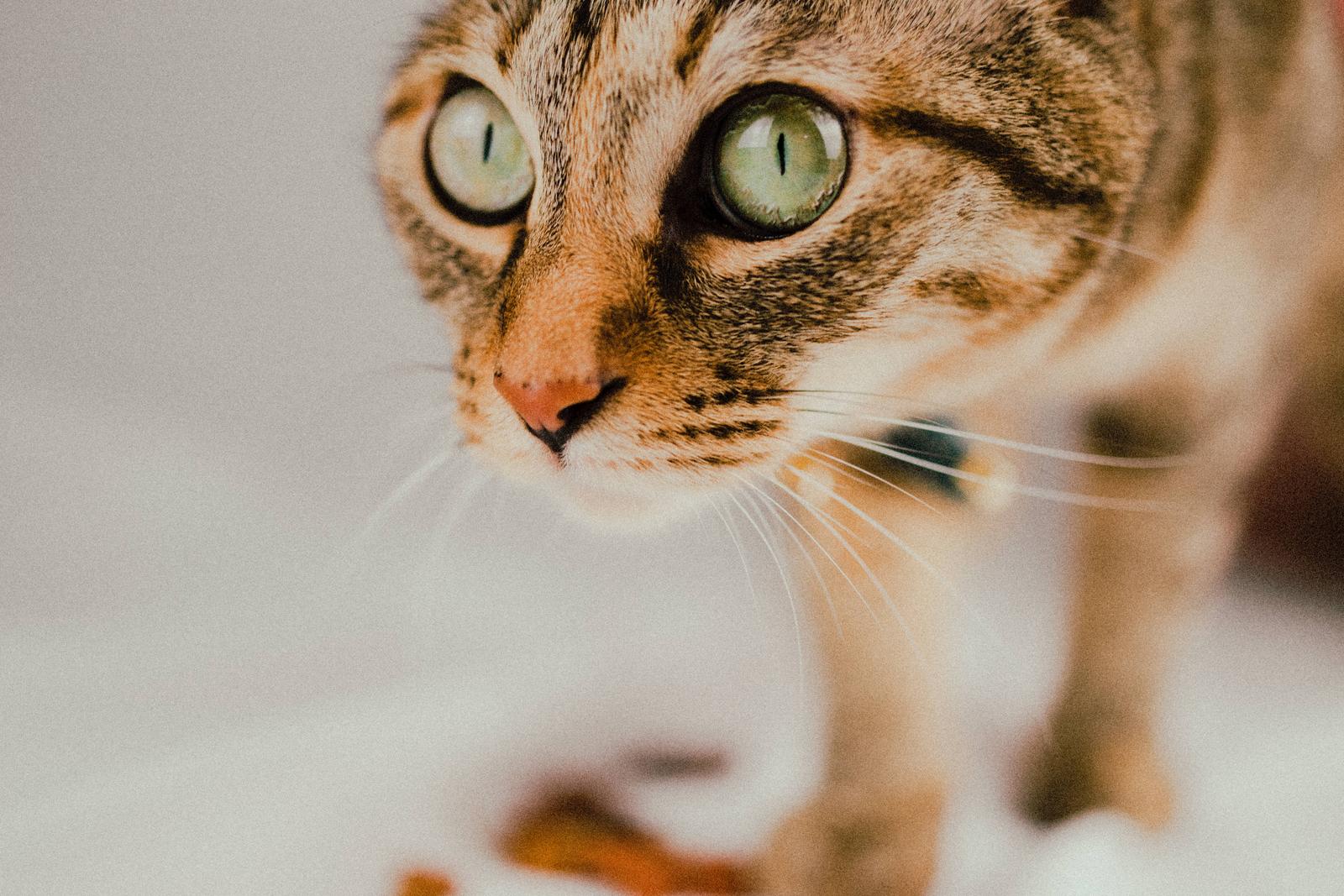 緑色の瞳孔が細い猫の顔を正面からアップで撮影した写真