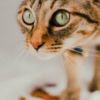 緑色の瞳孔が細い猫の顔、茶トラ模様のペット猫のポートレートの写真