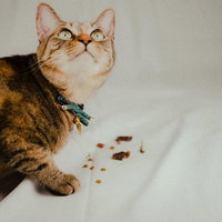 キャットフードを見上げる猫、薄緑の首輪をした茶トラ子猫の写真