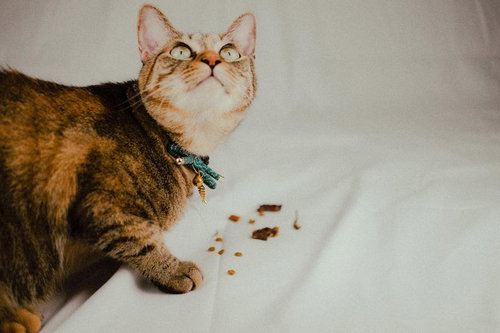 キャットフードを見上げる猫、薄緑の首輪をした茶トラ子猫