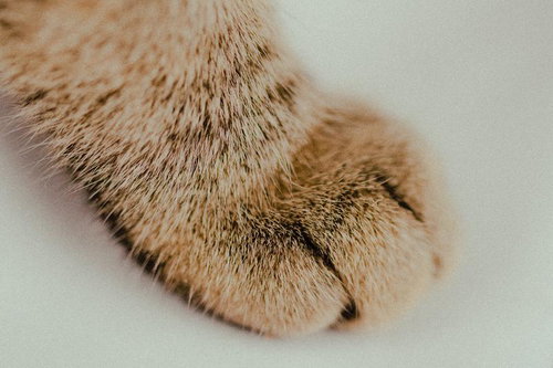 ふわもこ猫足のアップ - 肉球と毛並みの接写マクロ撮影