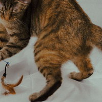 おもちゃと戯れた後に飛び上がる猫の元気な遊びの様子の写真