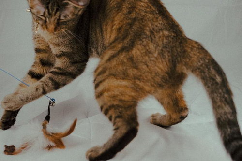 おもちゃと戯れた後に飛び上がる猫の元気な遊びの様子