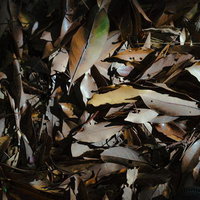 秋の落ち葉が積もる地面の自然風景の写真