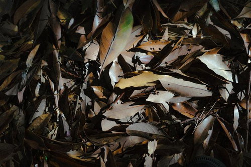 秋の落ち葉が積もる地面の自然風景