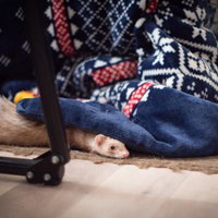 青いノルディック柄毛布に半分隠れるフェレットの写真
