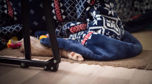 青いノルディック柄毛布に半分隠れるフェレット