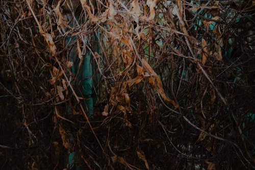 絡まり合う枯葉と枝、朽ちるツタのテクスチャー