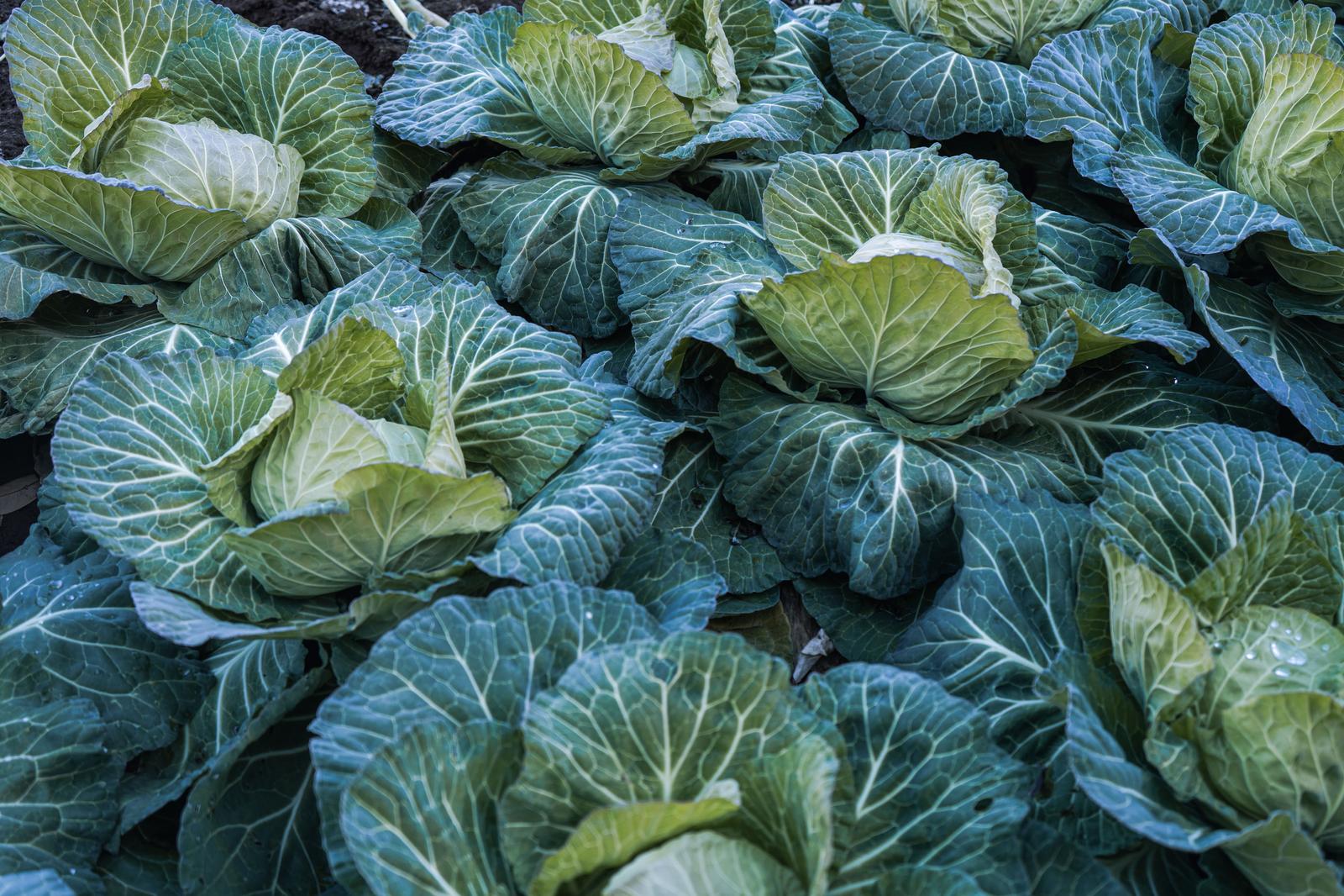 畑に密集して育つ複数の新鮮なキャベツ。様々な濃淡の緑色の葉が重なり、収穫を待つ状態