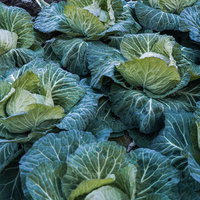 畑で育った新鮮なキャベツたちの収穫時期と栽培の様子の写真