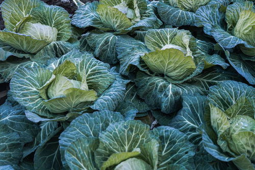 畑で育った新鮮なキャベツたちの収穫時期と栽培の様子