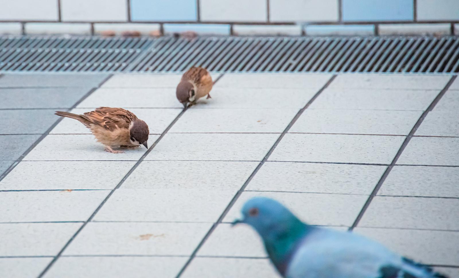 広場のタイルでスズメがつついているそばにハト