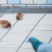おい、ハトロール（パトロール）中だぞ。食べてないですずめの写真