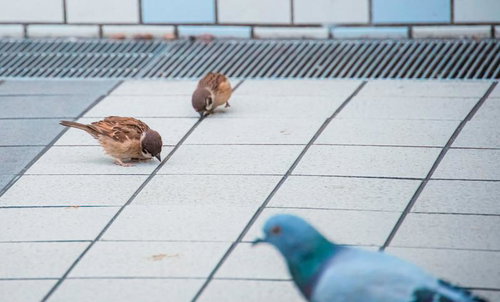 おい、ハトロール（パトロール）中だぞ。食べてないですずめ