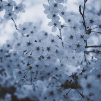 アスファルトの地面に落ちた赤い椿の花びらと花の写真