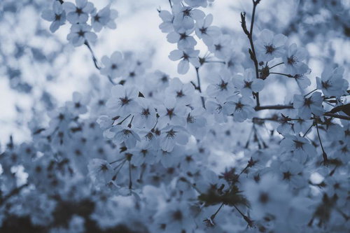 アスファルトの地面に落ちた赤い椿の花びらと花