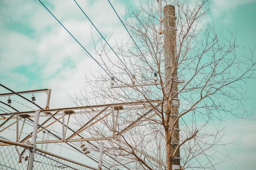 見上げた冬空に広がる枯れ木と鉄道架線