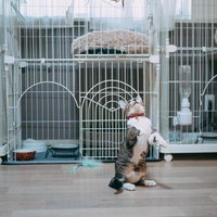 ケージの中で猫背が治った！立ち上がる子猫の写真