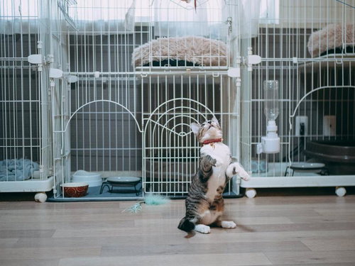 ケージの中で猫背が治った！立ち上がる子猫