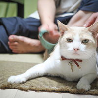 いいか、お館様の前では粗相のないようにな。の写真