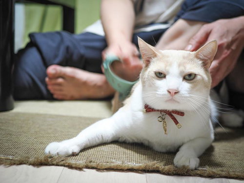 いいか、お館様の前では粗相のないようにな。