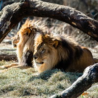 動物園で木の下で休む立派なたてがみのライオン2頭の写真