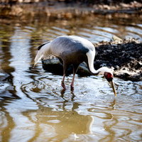 水場で餌を探す鶴（ニューヨーク動物園）の写真