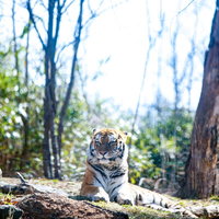 動物園の林で周りを警戒する虎の写真