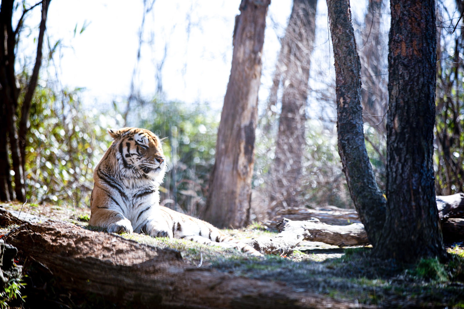 木陰で横たわりながらウトウトしている動物園の虎