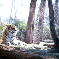 動物園の虎が木陰でウトウトしながら横たわるの写真