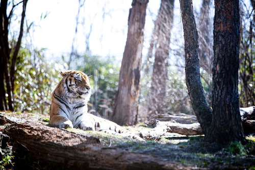 動物園の虎が木陰でウトウトしながら横たわる