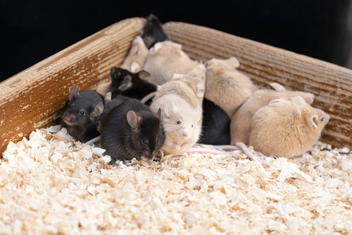 寒さをしのぐおしくらまんじゅう（ねずみ）