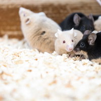 敷きわらの上に集まる白と黒のネズミ達の群れの写真