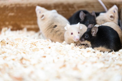 敷きわらの上に集まる白と黒のネズミ達の群れ