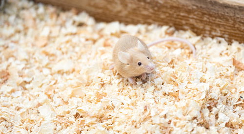 白い毛のハツカネズミ