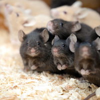 身を寄せ合う黒いハツカネズミの群れ - 密集する小動物たちの写真