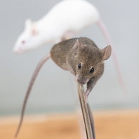 金属の棒をよじ登る白いハツカネズミと茶色のハツカネズミの写真
